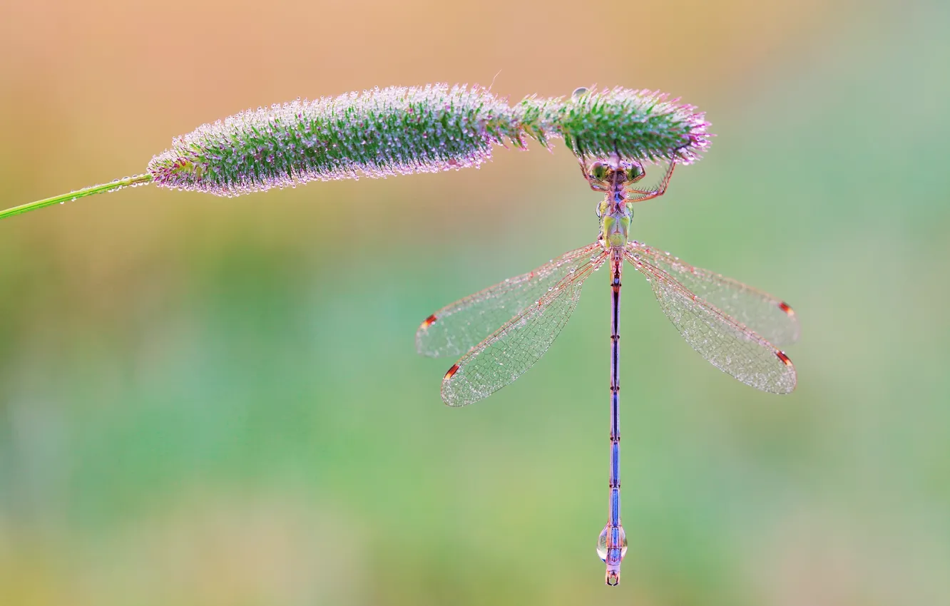 Photo wallpaper grass, drops, macro, Rosa, background, dragonfly, morning