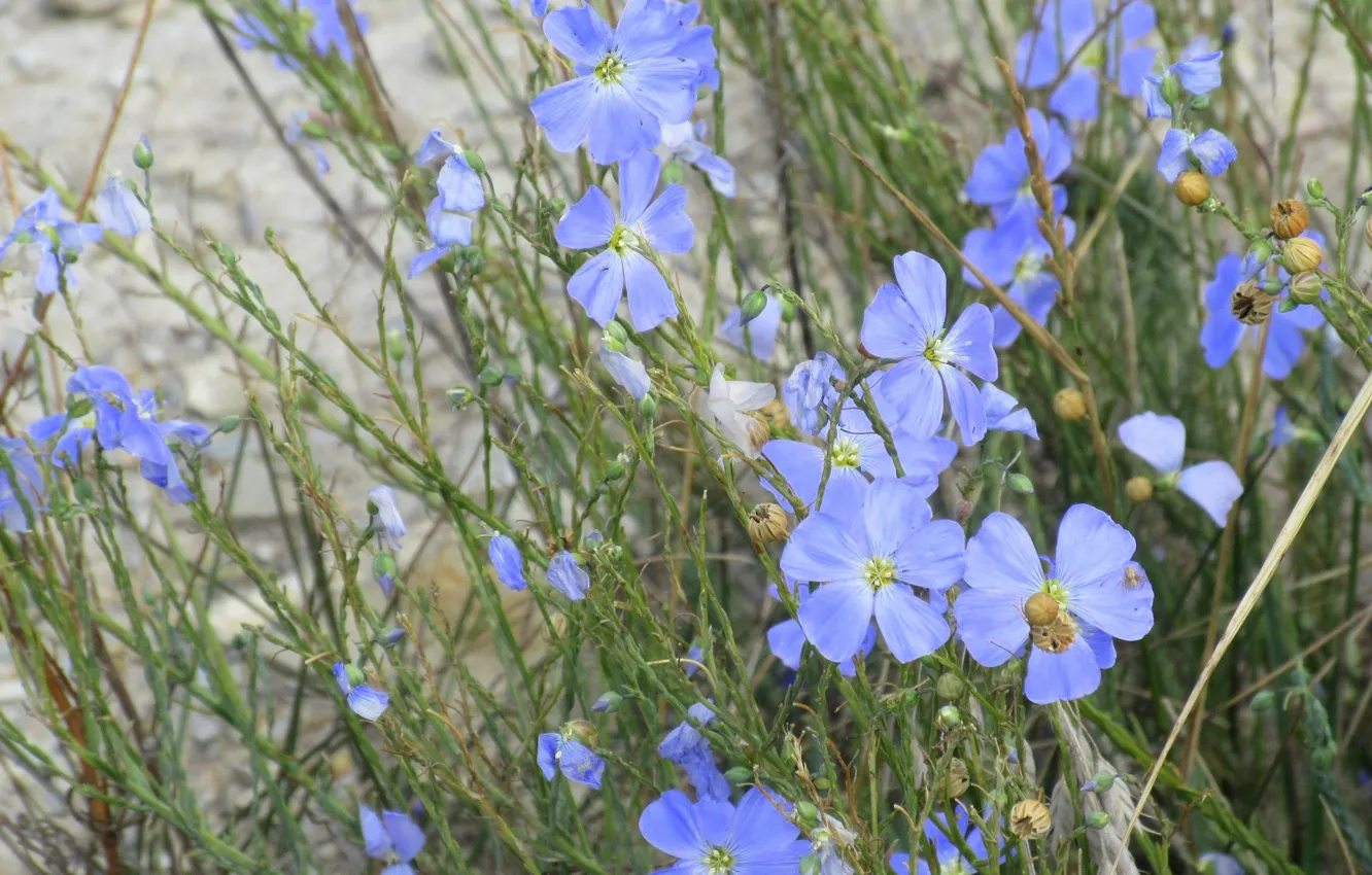 Photo wallpaper len, Blue flowers, Meduzanol ©, Summer 2018