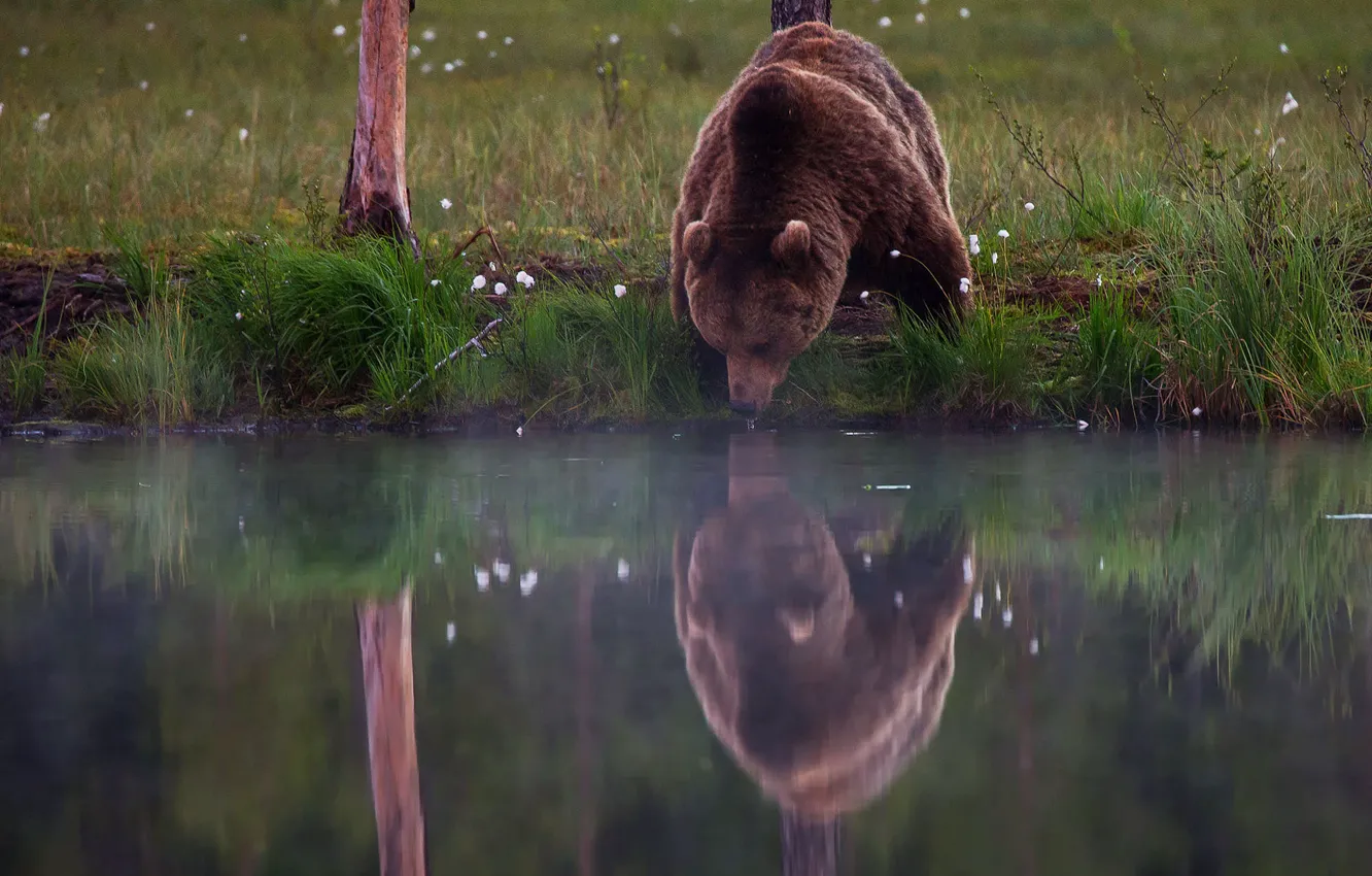 Photo wallpaper nature, pose, reflection, bear, bear, drink, pond, brown