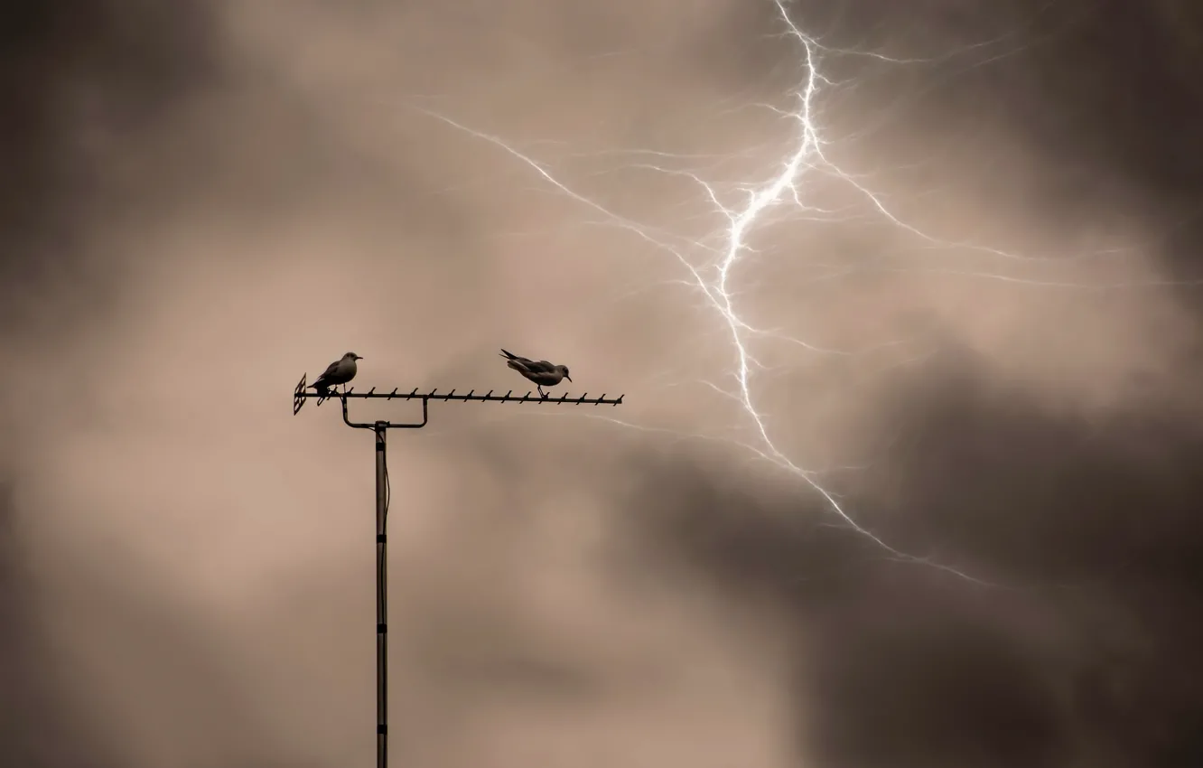 Photo wallpaper night, bird, lightning