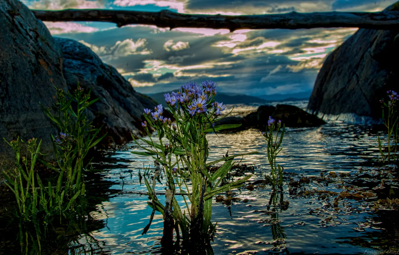 Photo wallpaper water, flowers, Norway, log, Norway, the fjord