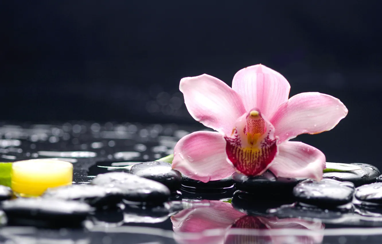 Photo wallpaper water, macro, flowers, stones, Orchid