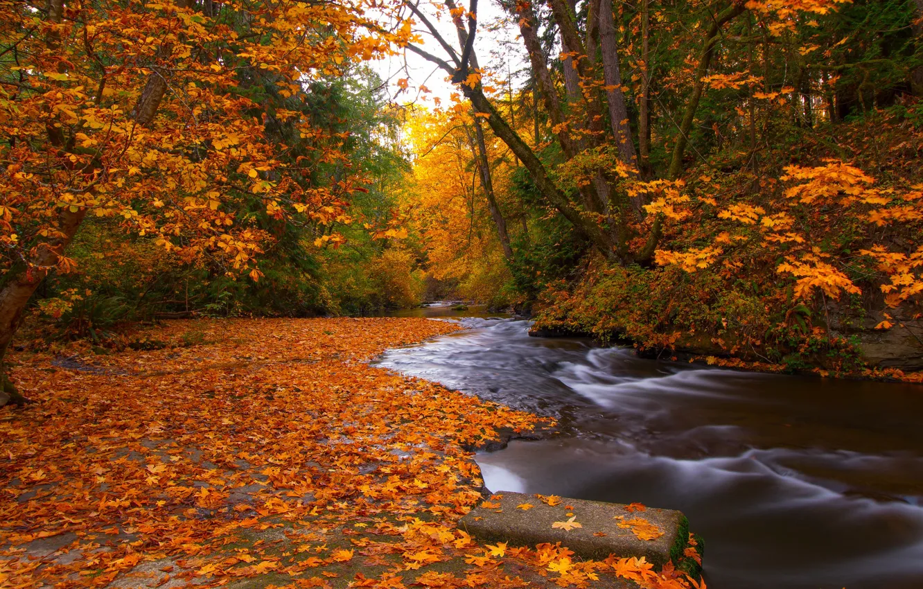 Photo wallpaper autumn, forest, leaves, trees, river, foliage, Canada, Canada