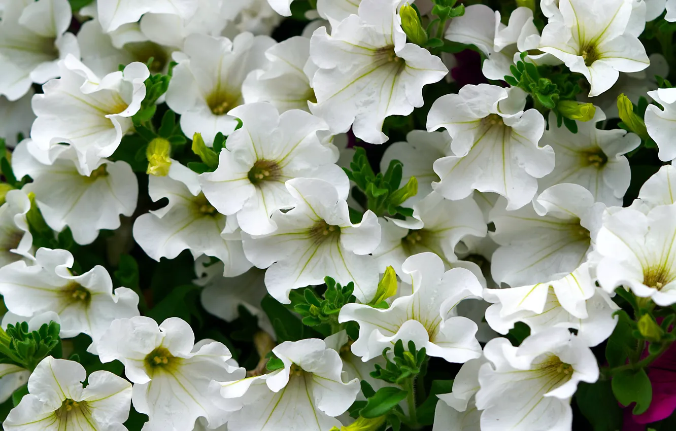 Photo wallpaper flowers, white, flowerbed, a lot, Petunia