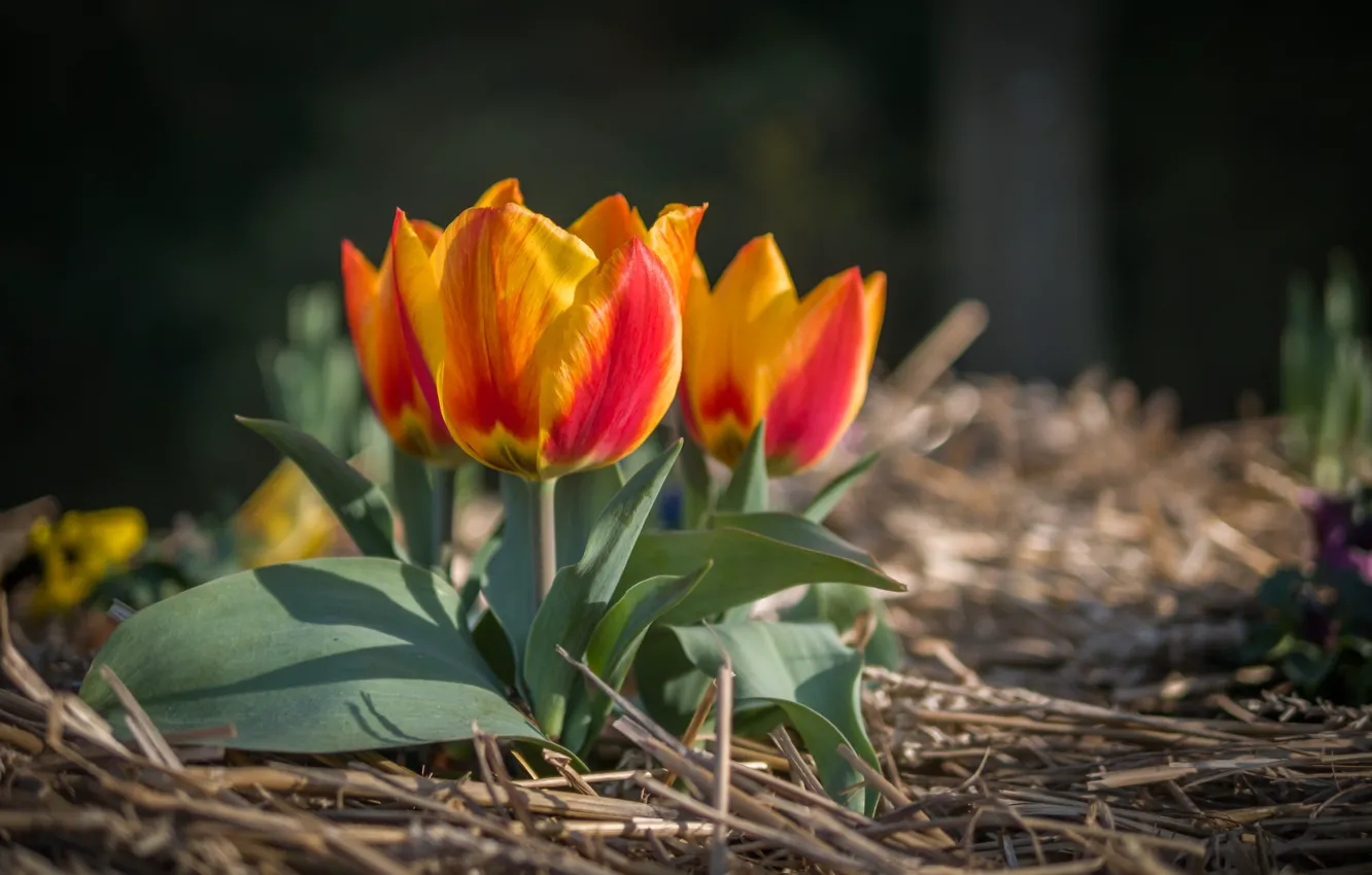 Photo wallpaper flowers, nature, spring, tulips, primrose