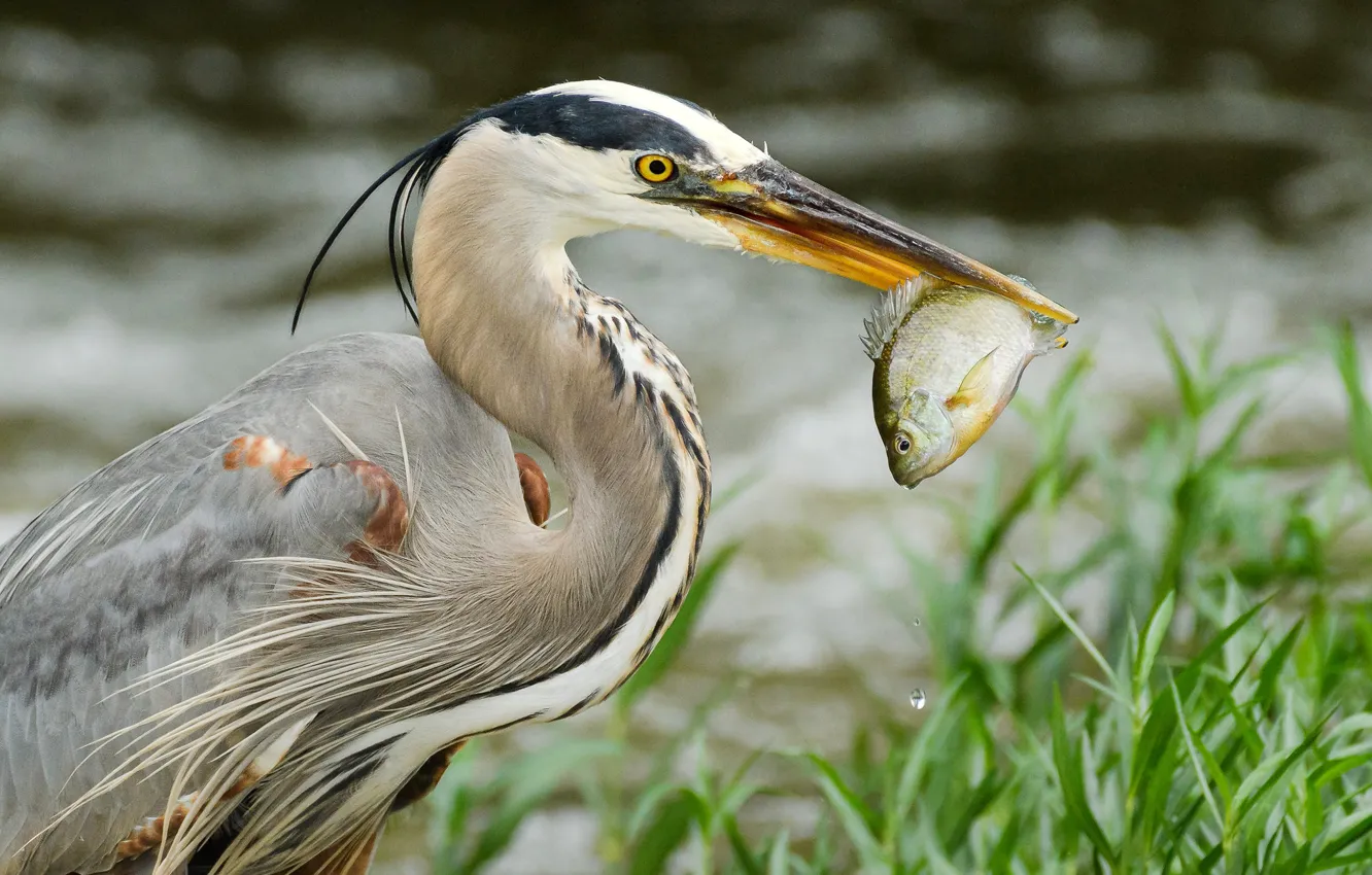 Photo wallpaper grass, nature, background, bird, fish, feathers, beak, Heron