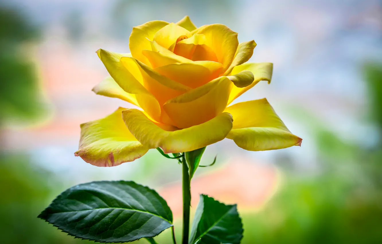 Photo wallpaper rose, petals, yellow