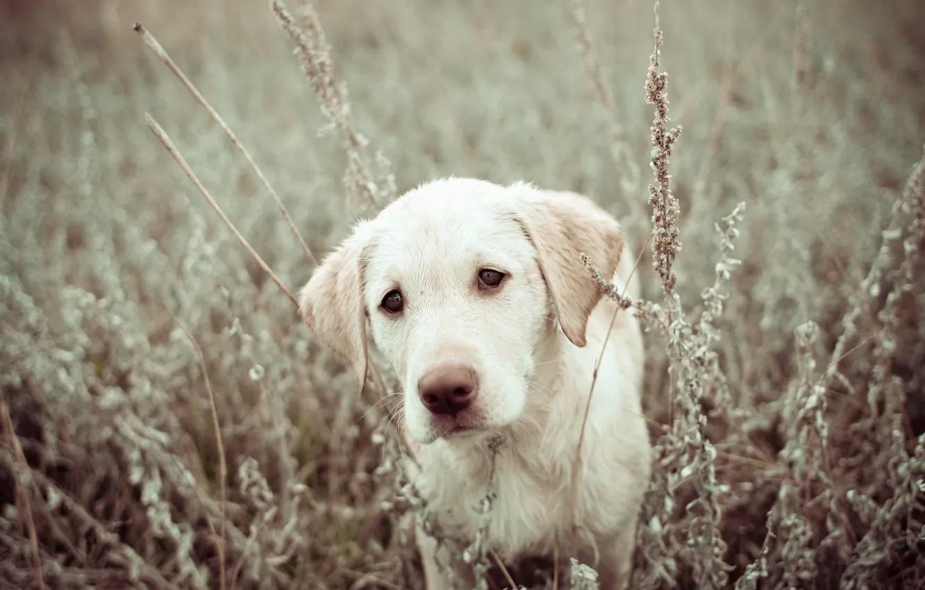 Photo wallpaper field, nature, dog, puppy