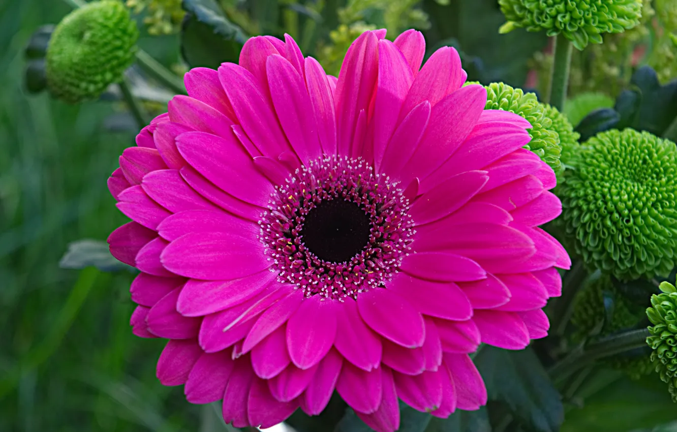 Photo wallpaper flowers, nature, petals, gerbera