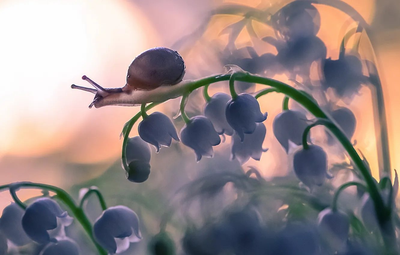 Photo wallpaper flowers, snail, lilies of the valley