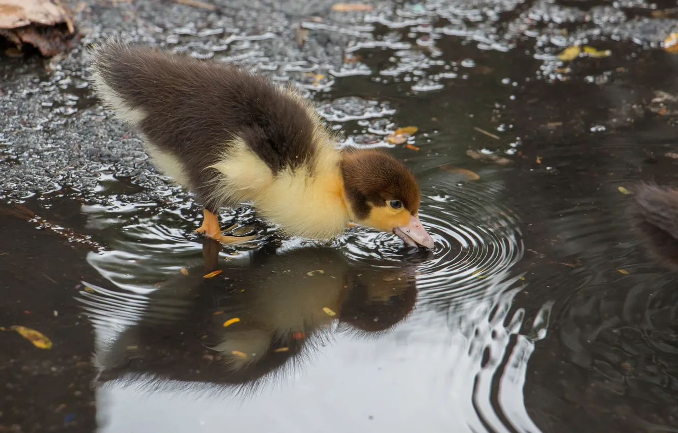 Photo wallpaper water, puddle, duck