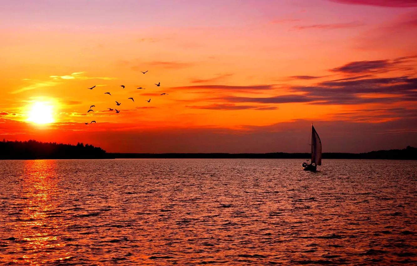 Photo wallpaper forest, landscape, sunset, nature, bird, shore, the evening, yacht
