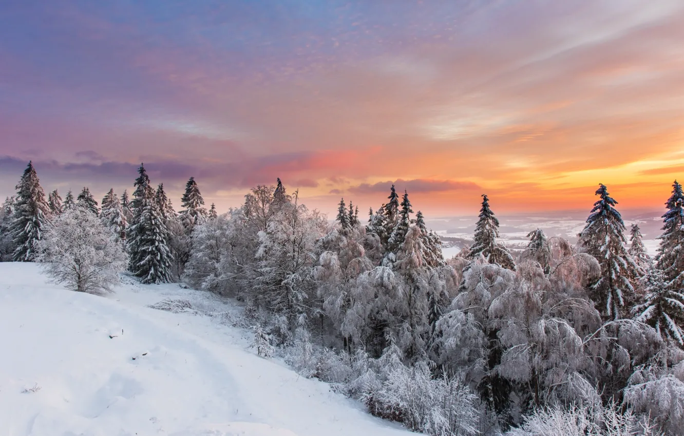 Photo wallpaper winter, snow, forest.the sky