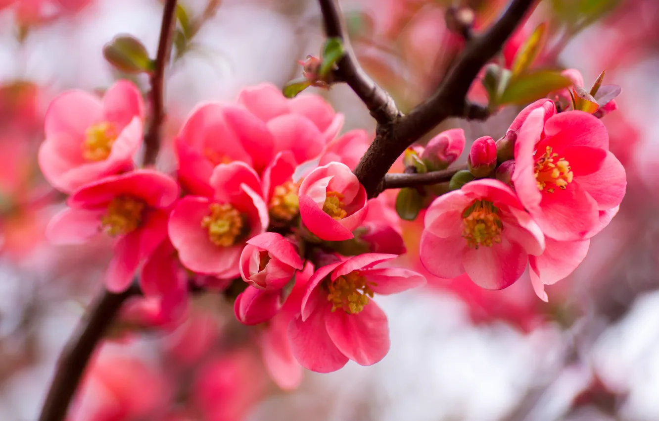 Photo wallpaper flowers, branches, red, blur, spring, flowering, bokeh, quince