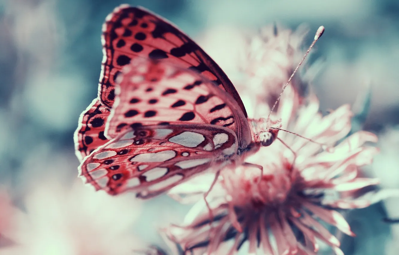 Photo wallpaper butterfly, insect, bokeh