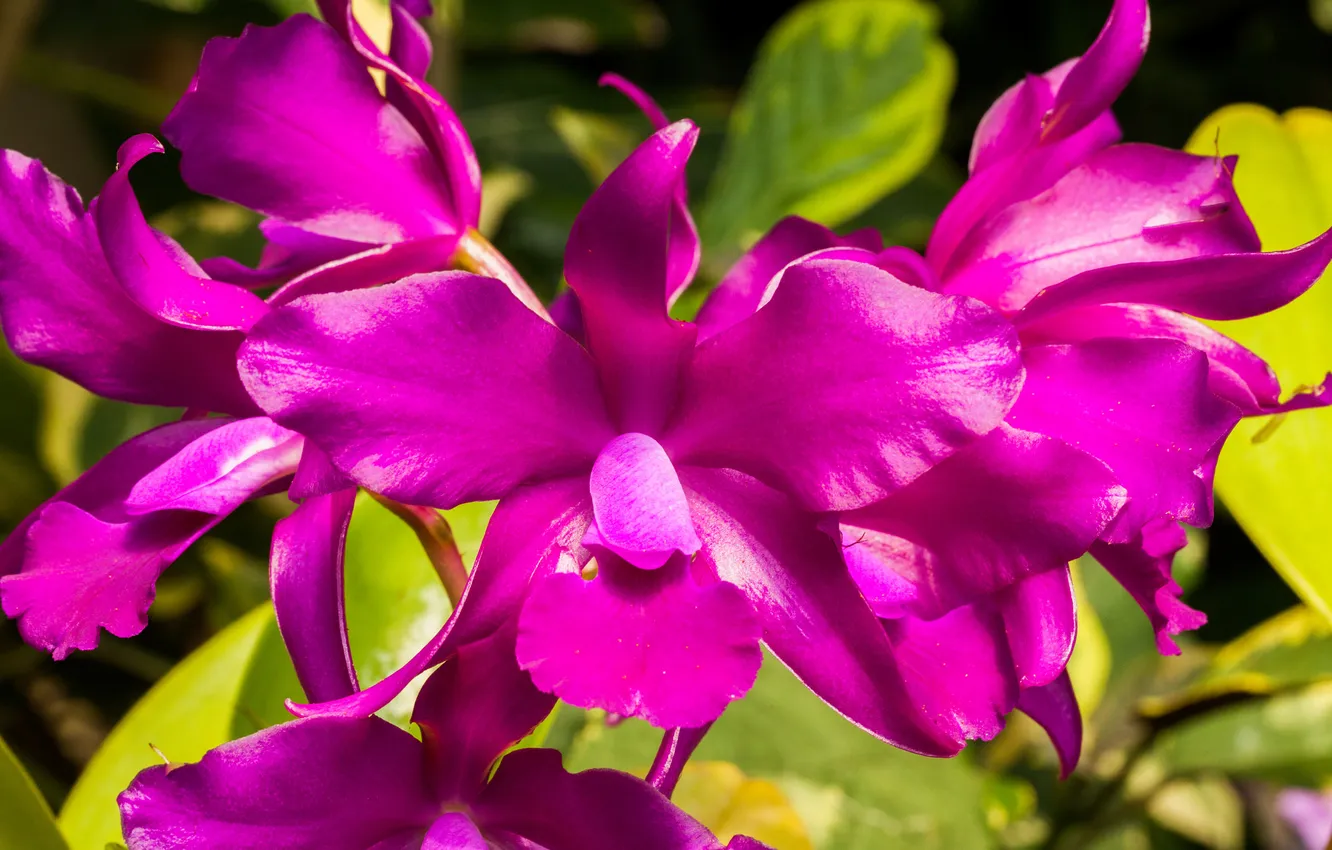 Photo wallpaper flowers, nature, plant, petals