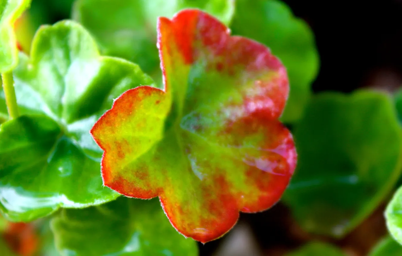Photo wallpaper flower, leaves, nature, plant