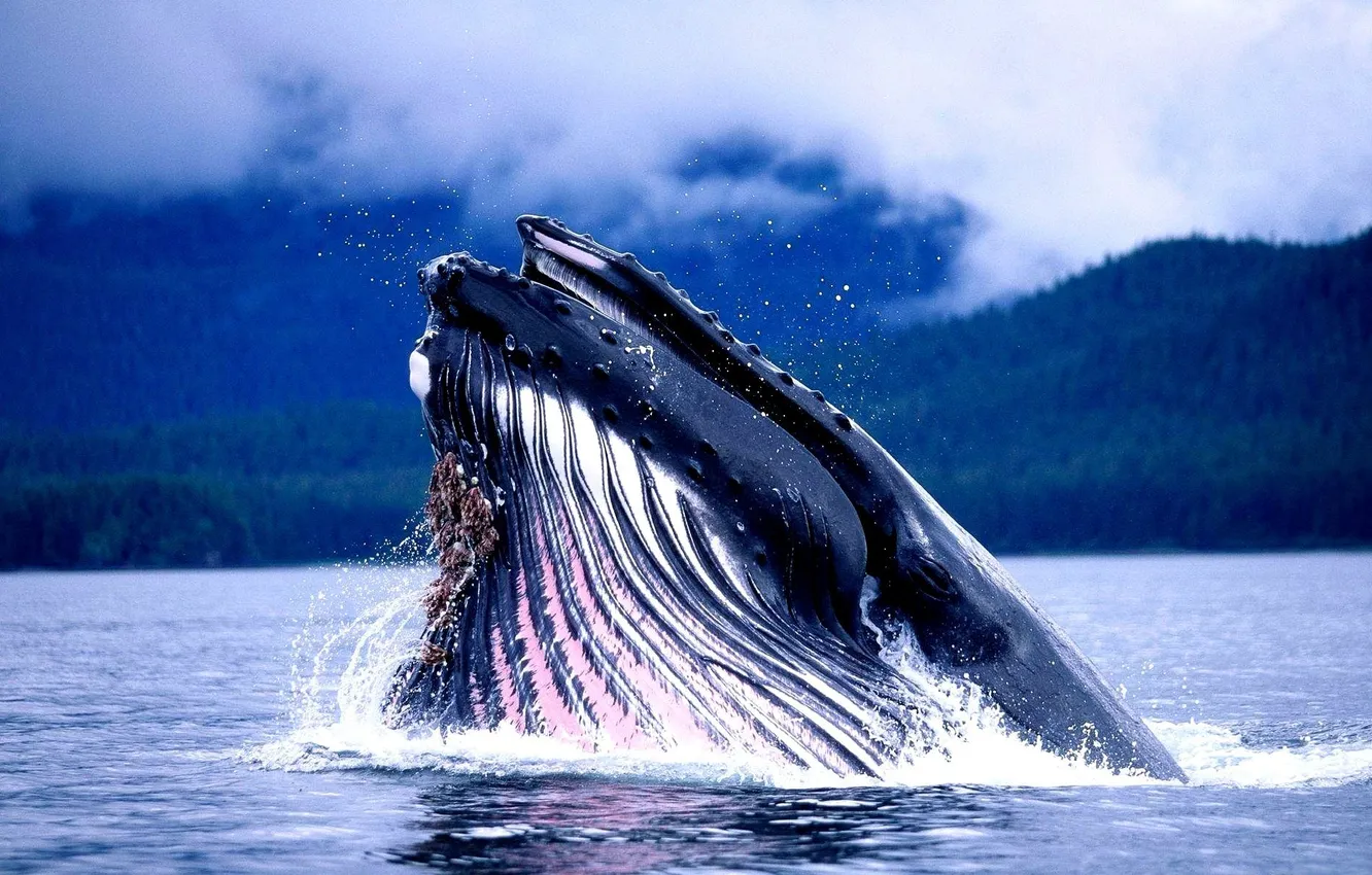 Photo wallpaper the ocean, head, long-armed whale, Gorbach, humpback whale, Megaptera novaeangliae
