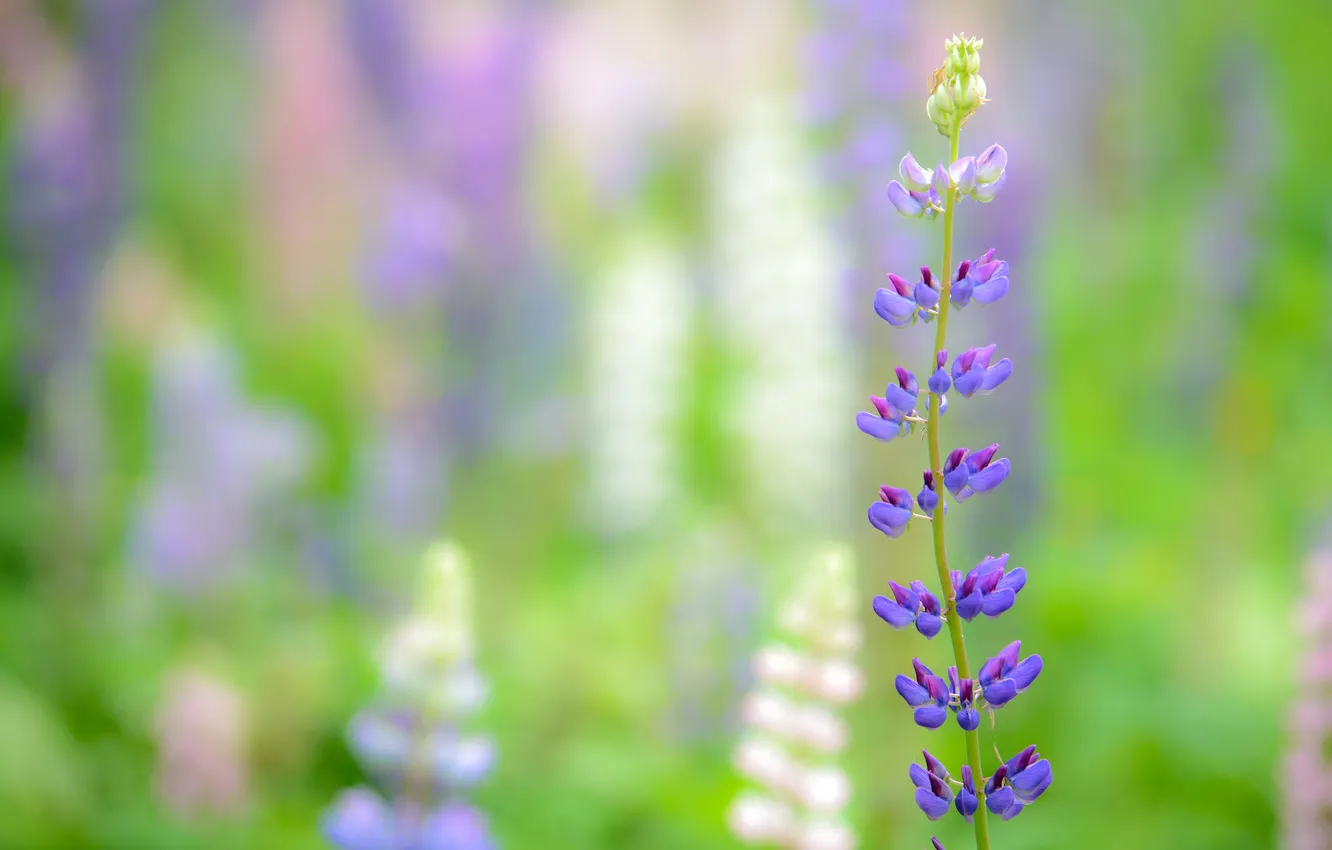 Photo wallpaper macro, flowers, focus, lilac, lupins