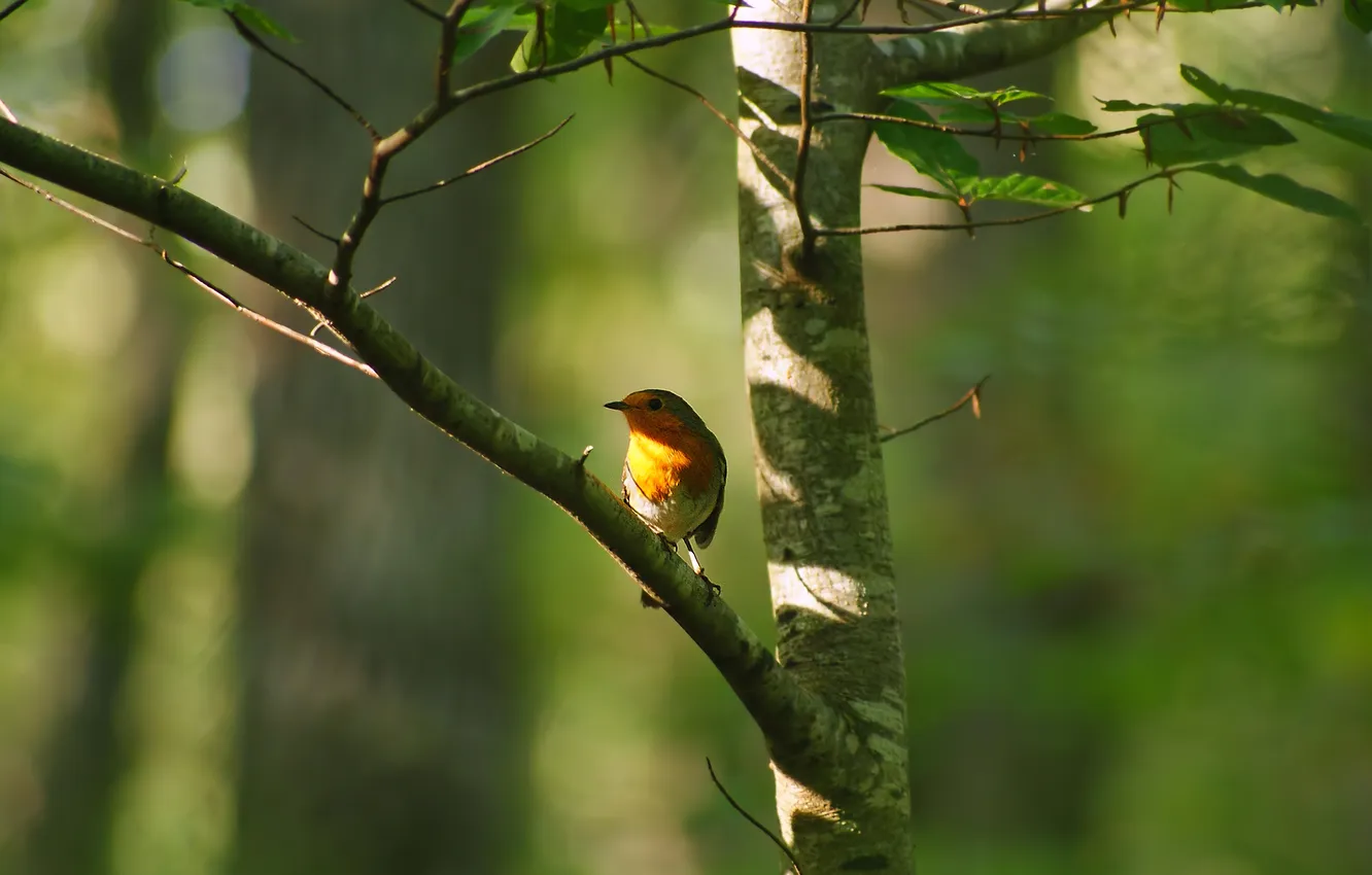 Photo wallpaper greens, leaves, trees, branches, bird