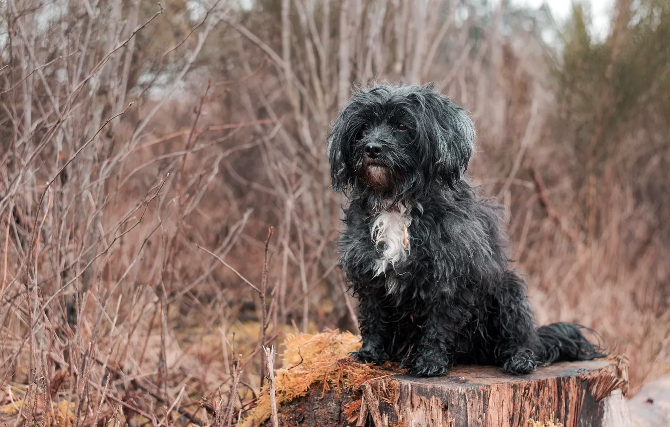 Photo wallpaper look, each, stump, dog