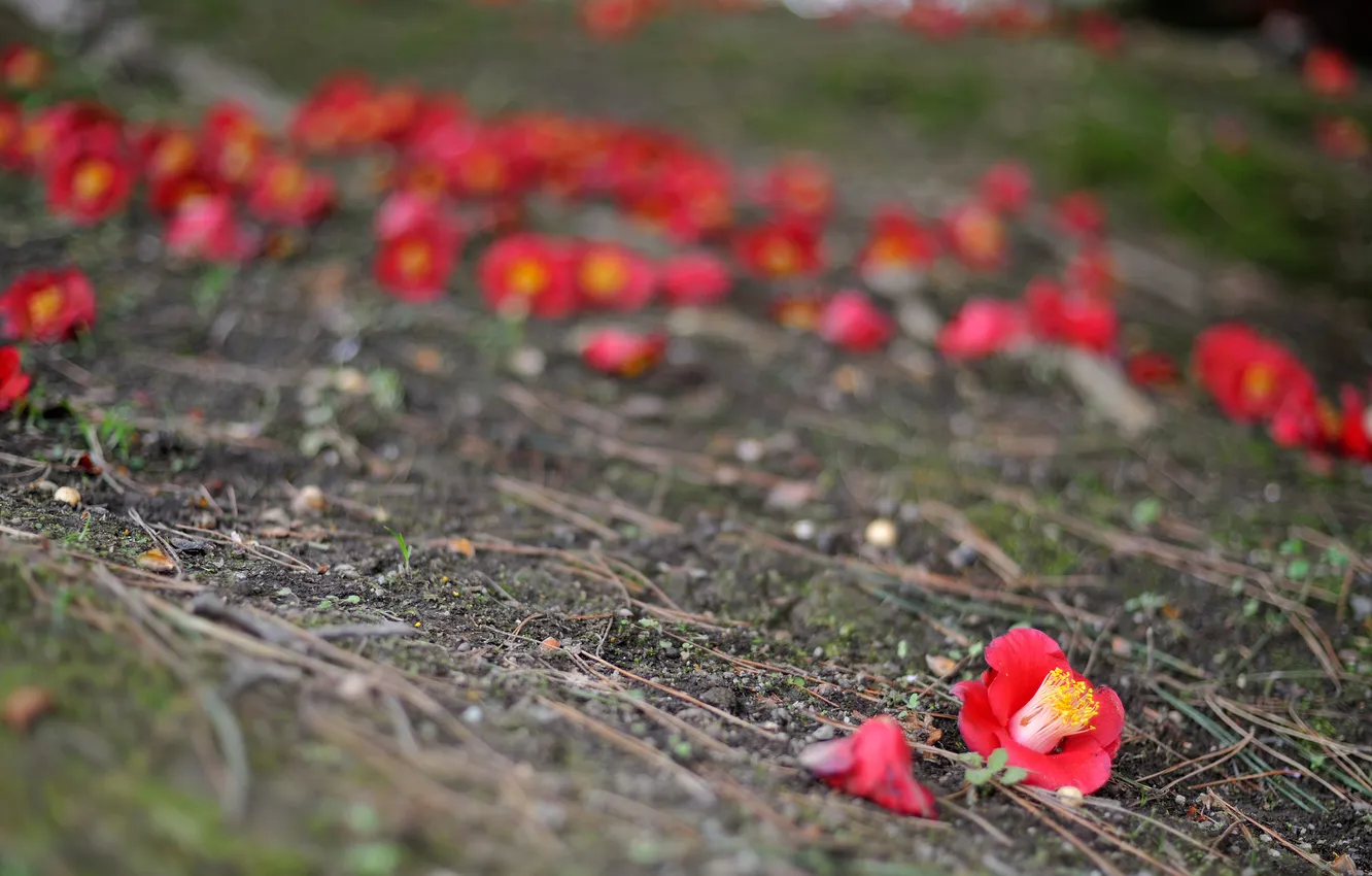 Photo wallpaper flowers, sprig, earth, weed, buds, Camellia