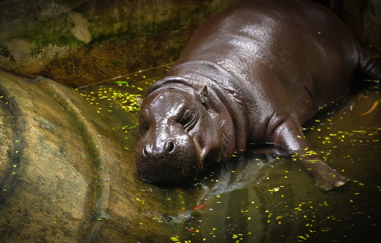 Photo wallpaper water, pose, bathing, lies, Hippo, cub, face, zoo