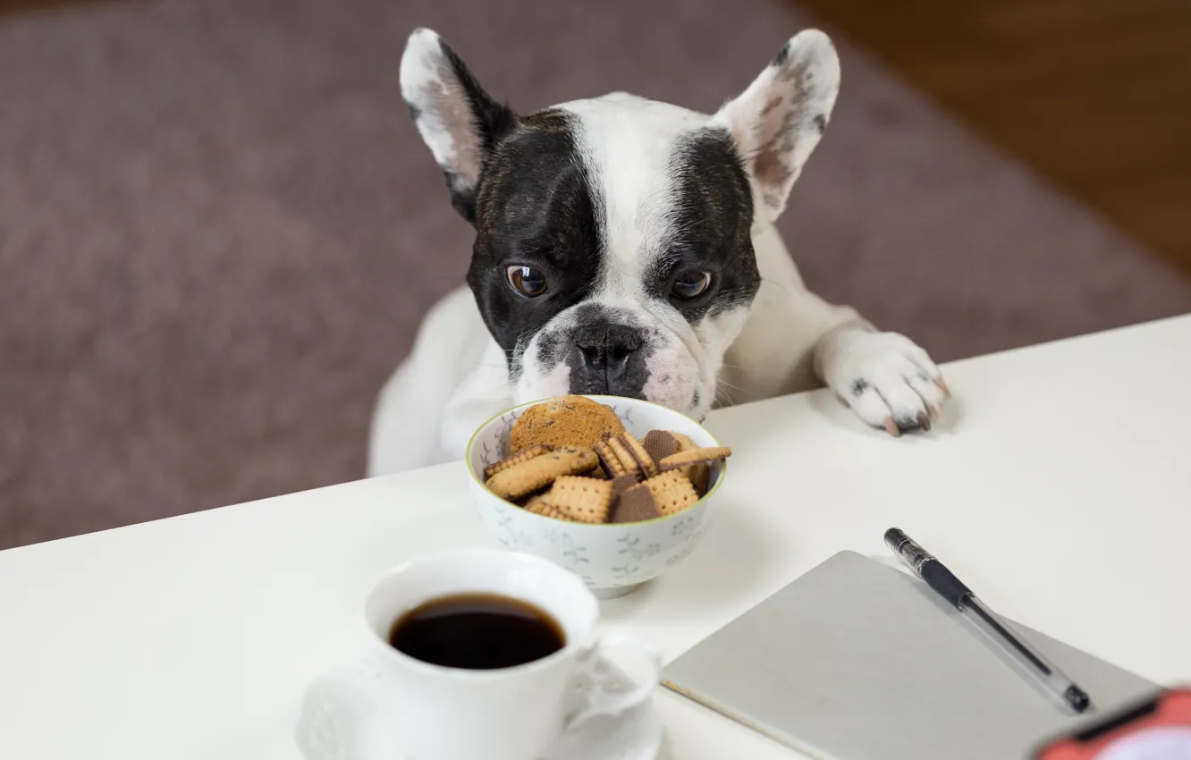Photo wallpaper look, cookies, bulldog, appetite