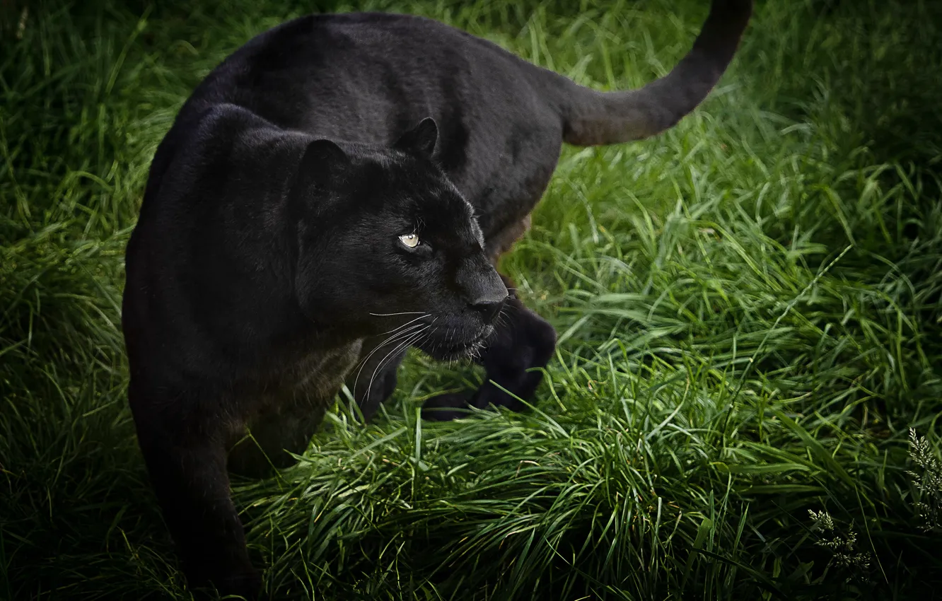 Photo wallpaper grass, predator, Panther, wild cat, black leopard