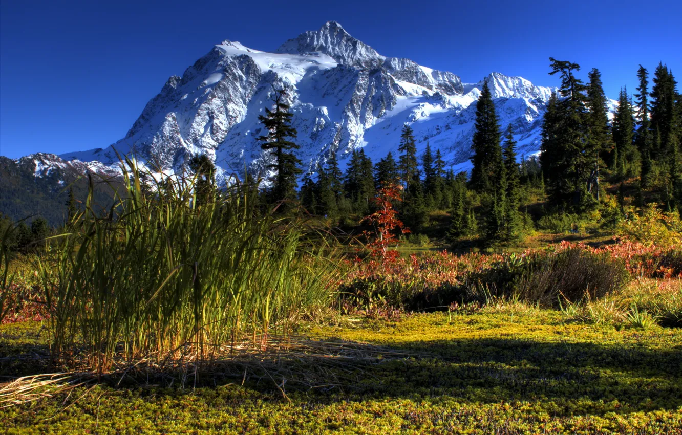 Photo wallpaper forest, grass, trees, landscape, flowers, mountains, nature, ate