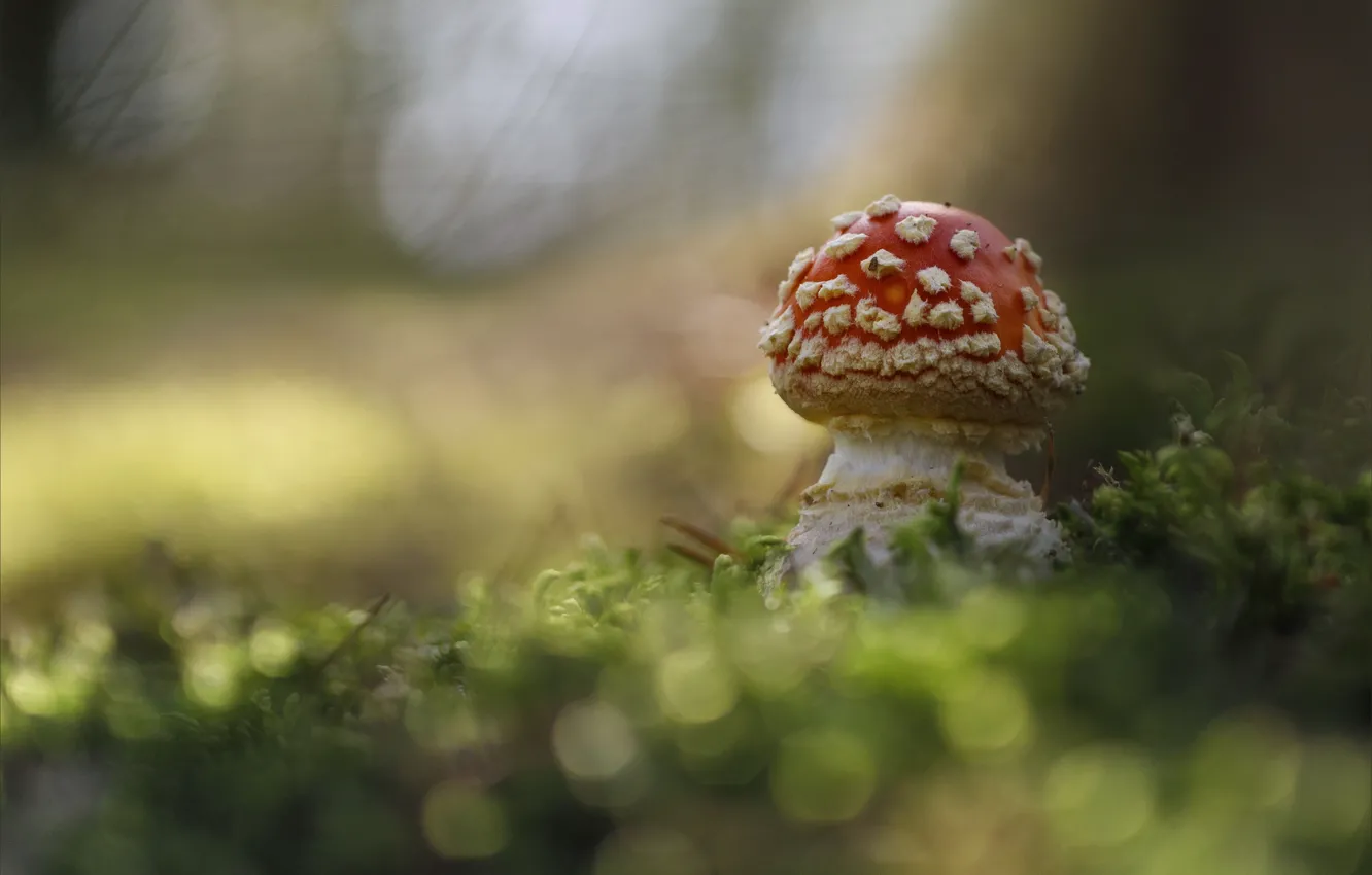 Photo wallpaper mushroom, moss, blur, mushroom, bokeh