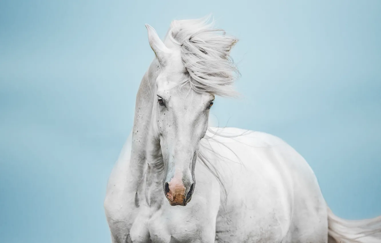 Photo wallpaper white, the sky, look, face, horse, the wind, horse, portrait