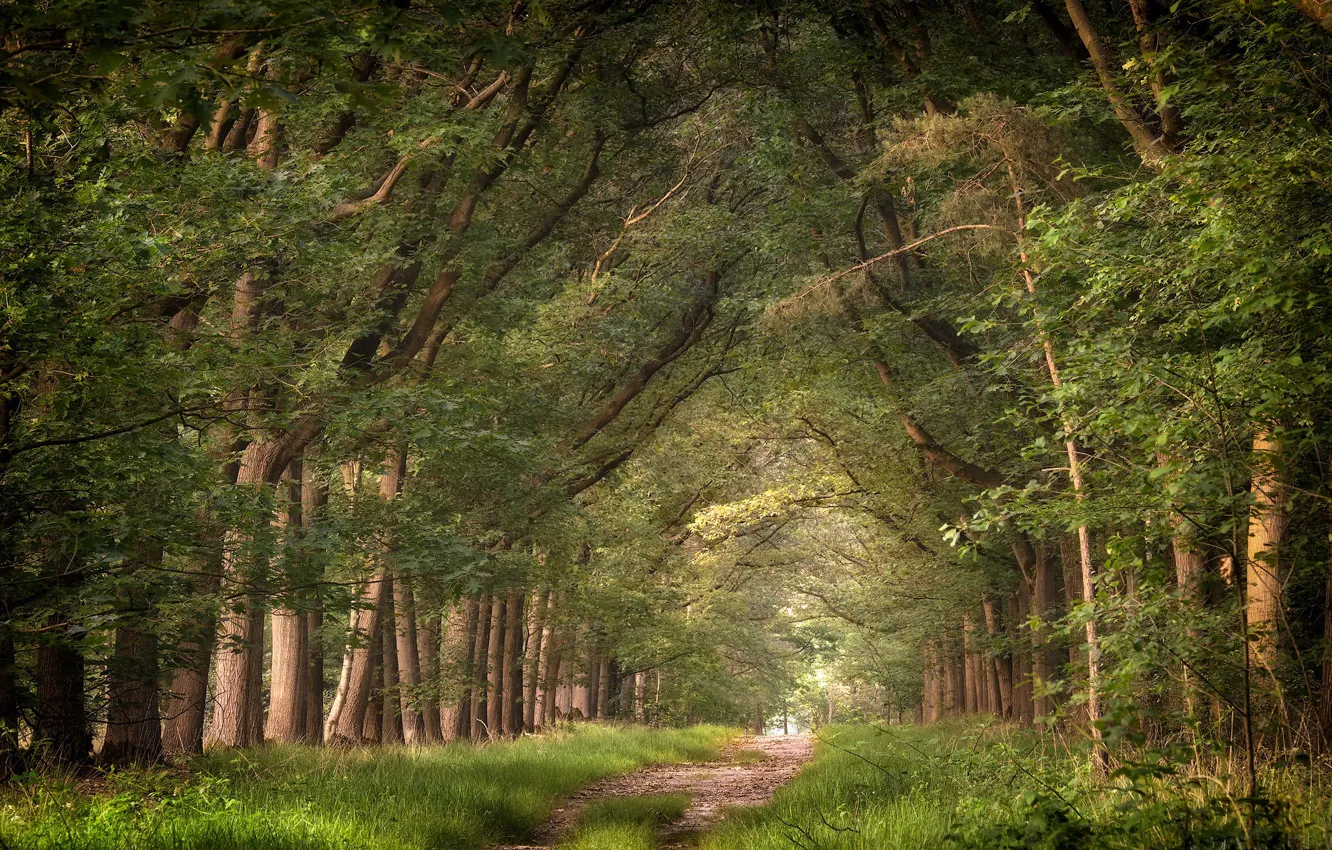 Photo wallpaper forest, summer, nature