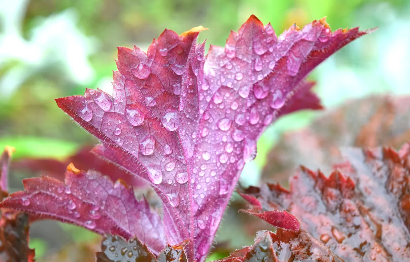 Photo wallpaper summer, leaves, plant, widescreen, water drops