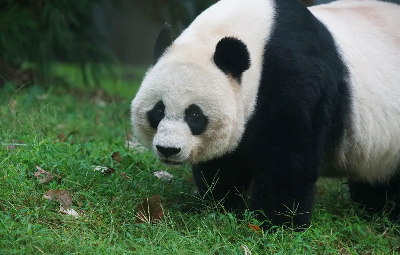 Photo wallpaper look, face, bear, Panda