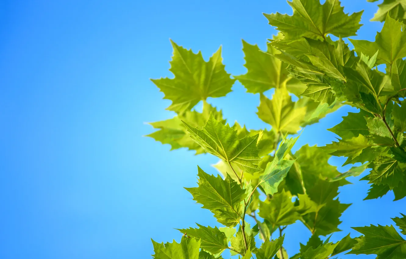 Photo wallpaper summer, the sky, leaves, maple