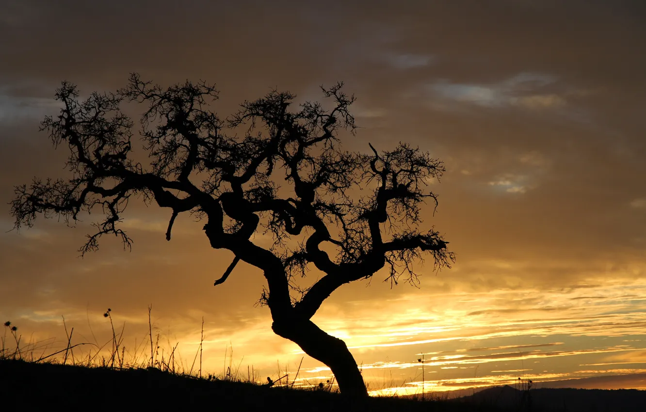 Photo wallpaper the sky, clouds, trees, the evening, silhouette, glow