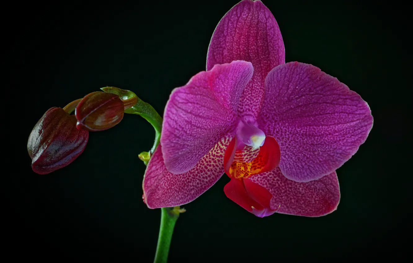 Photo wallpaper purple, black background, Orchid, closeup