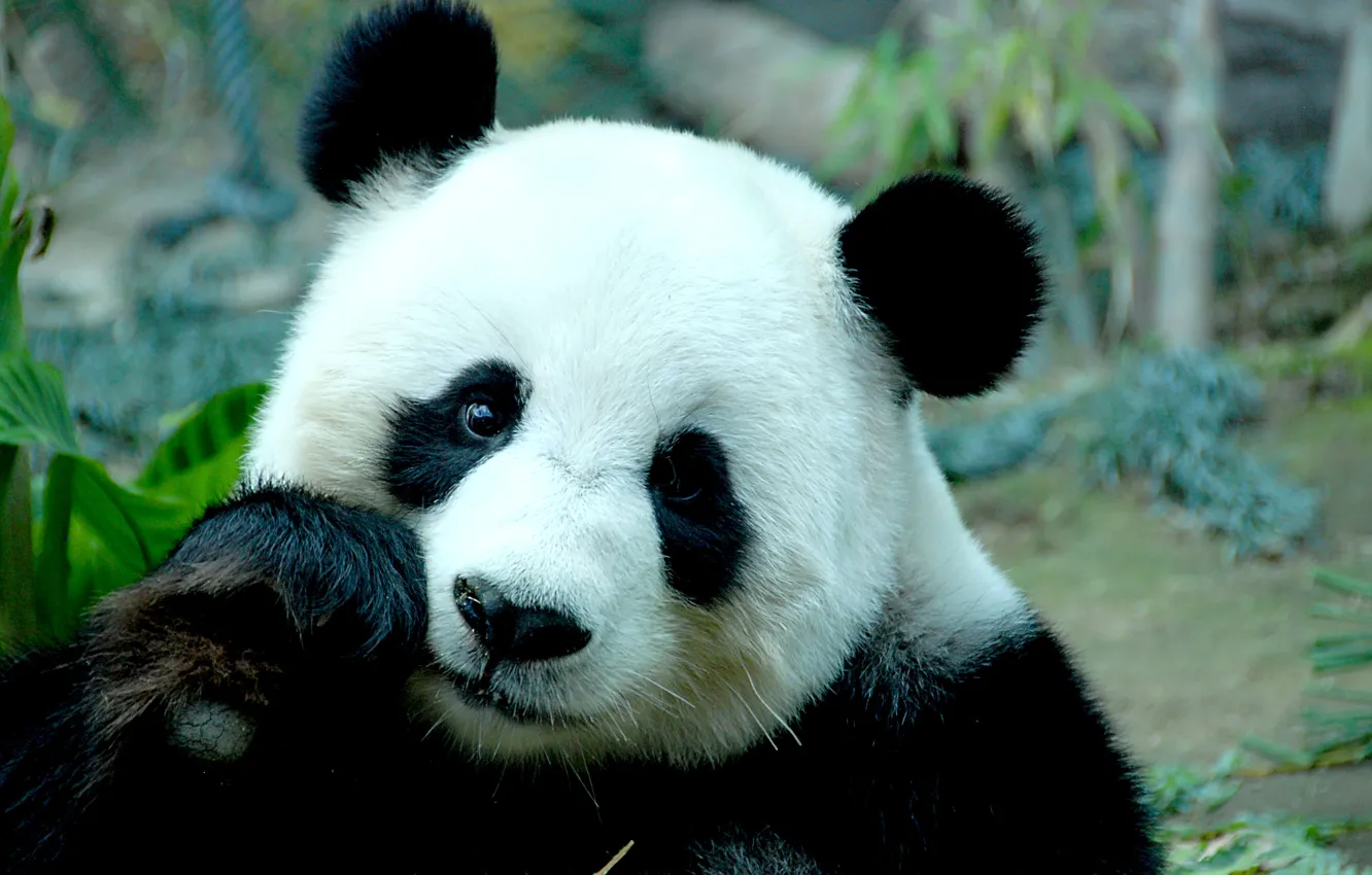 Photo wallpaper face, bamboo, bear, Panda