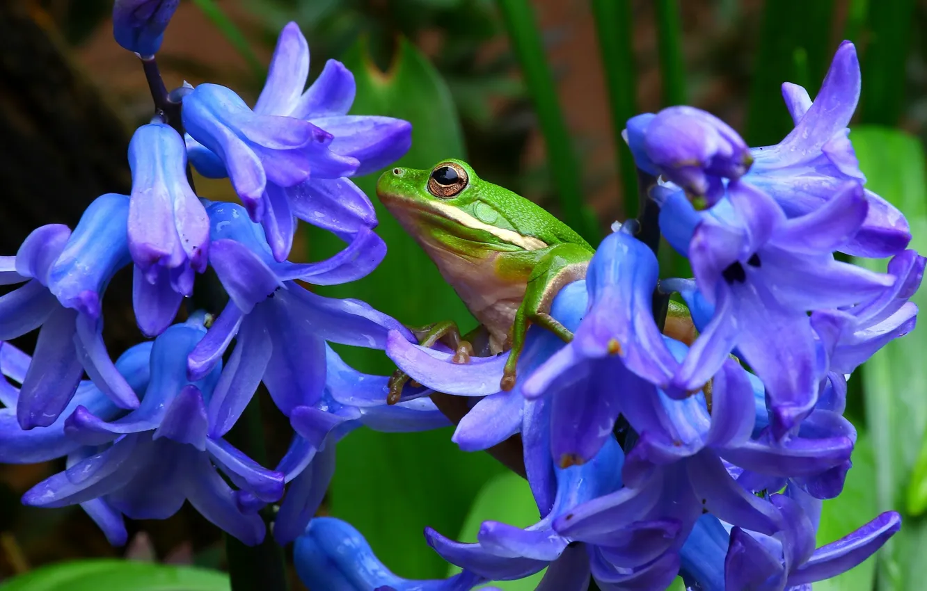 Photo wallpaper macro, flowers, frog, hyacinths, treefrog, tree frog, shepherd's tree frog