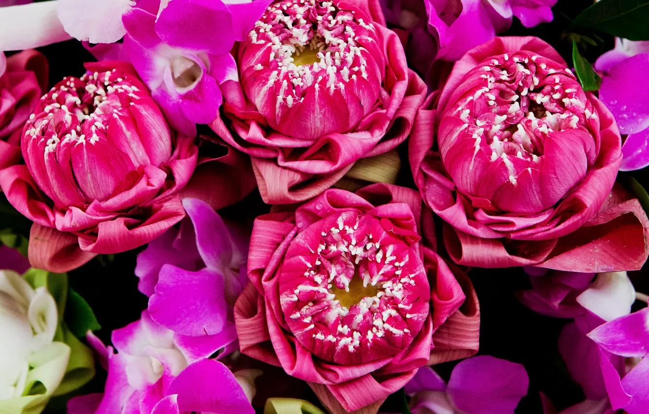 Photo wallpaper flowers, pink, Lotus, pink, flowers, lotus