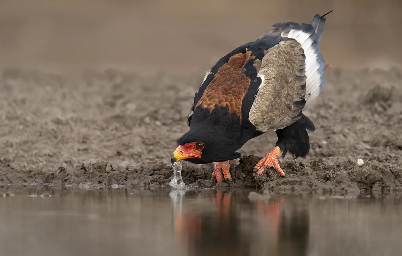 Photo wallpaper lake, bird, drink, bird of prey