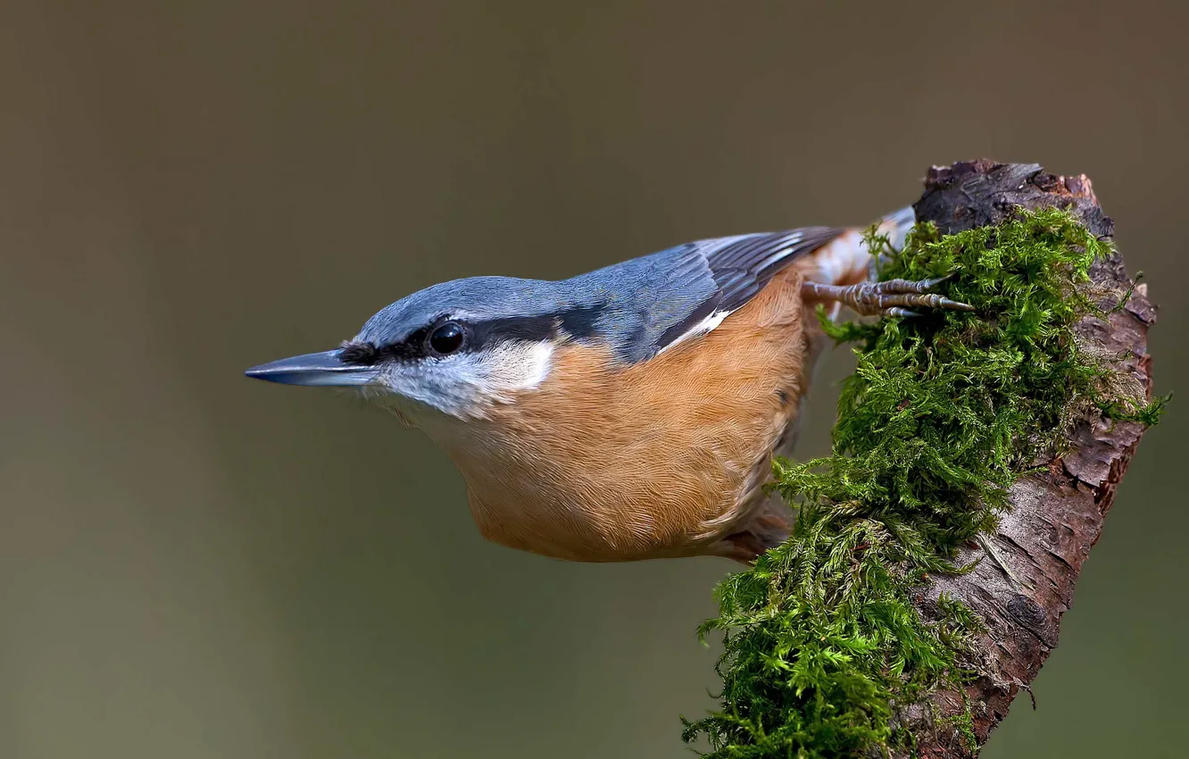 Photo wallpaper bird, moss, snag, nuthatch