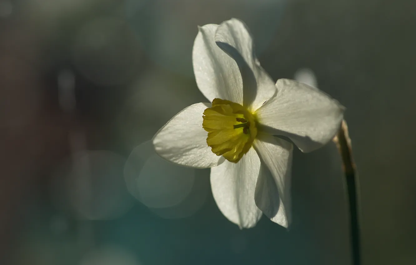 Photo wallpaper flower, macro, bokeh, Narcissus