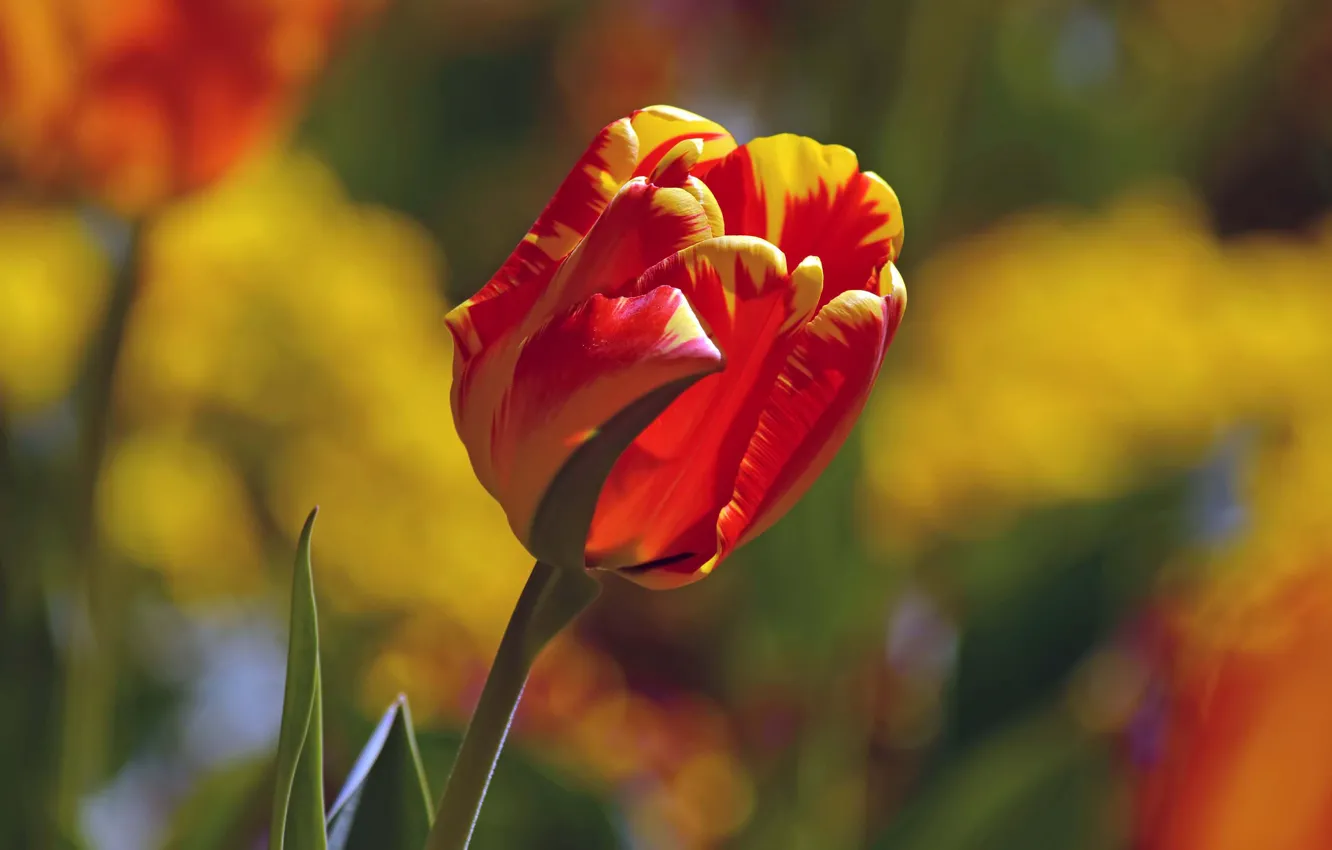 Photo wallpaper flowers, red, bright, tulips, flowerbed, yellow