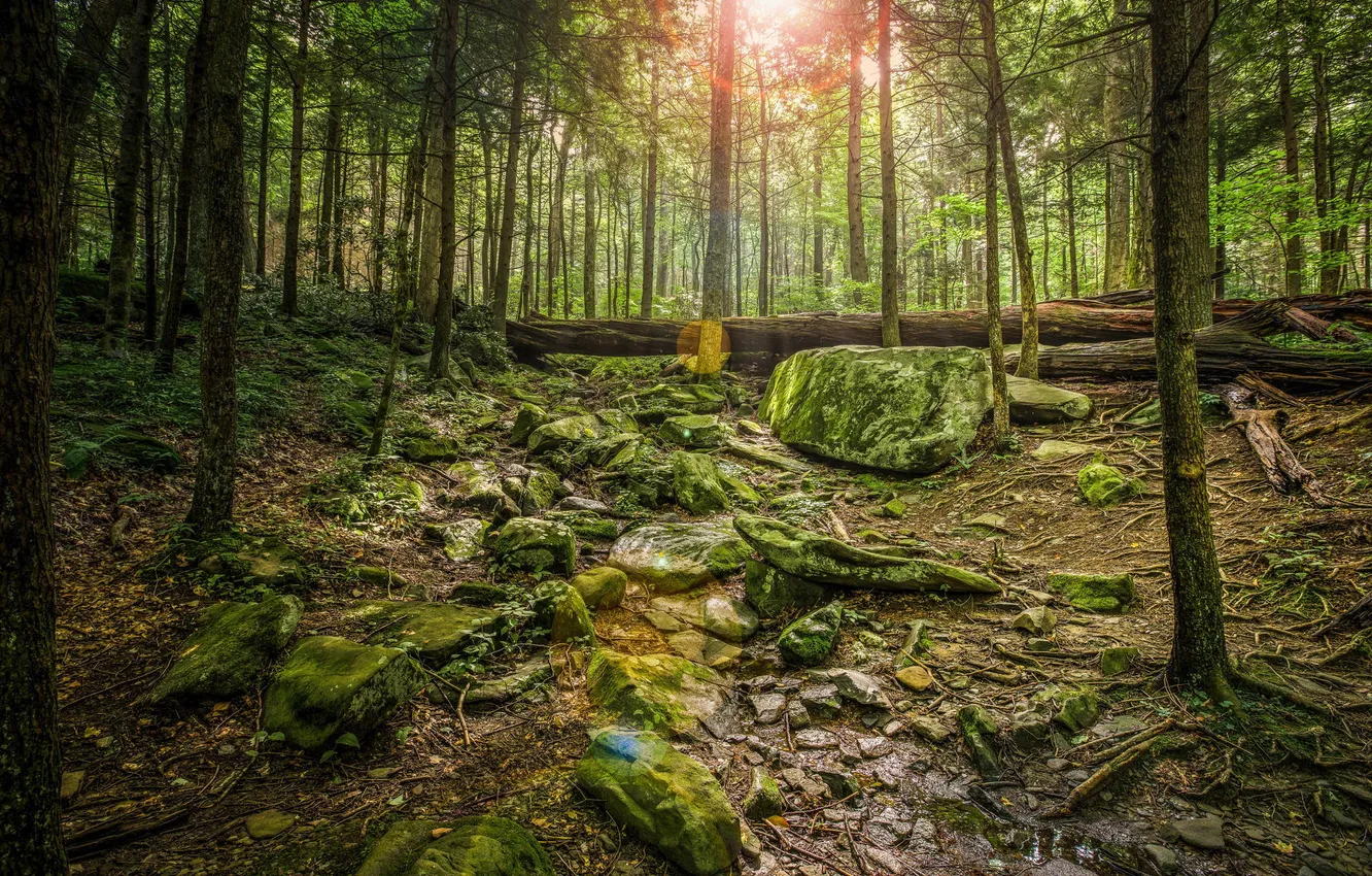 Photo wallpaper forest, the sun, trees, nature