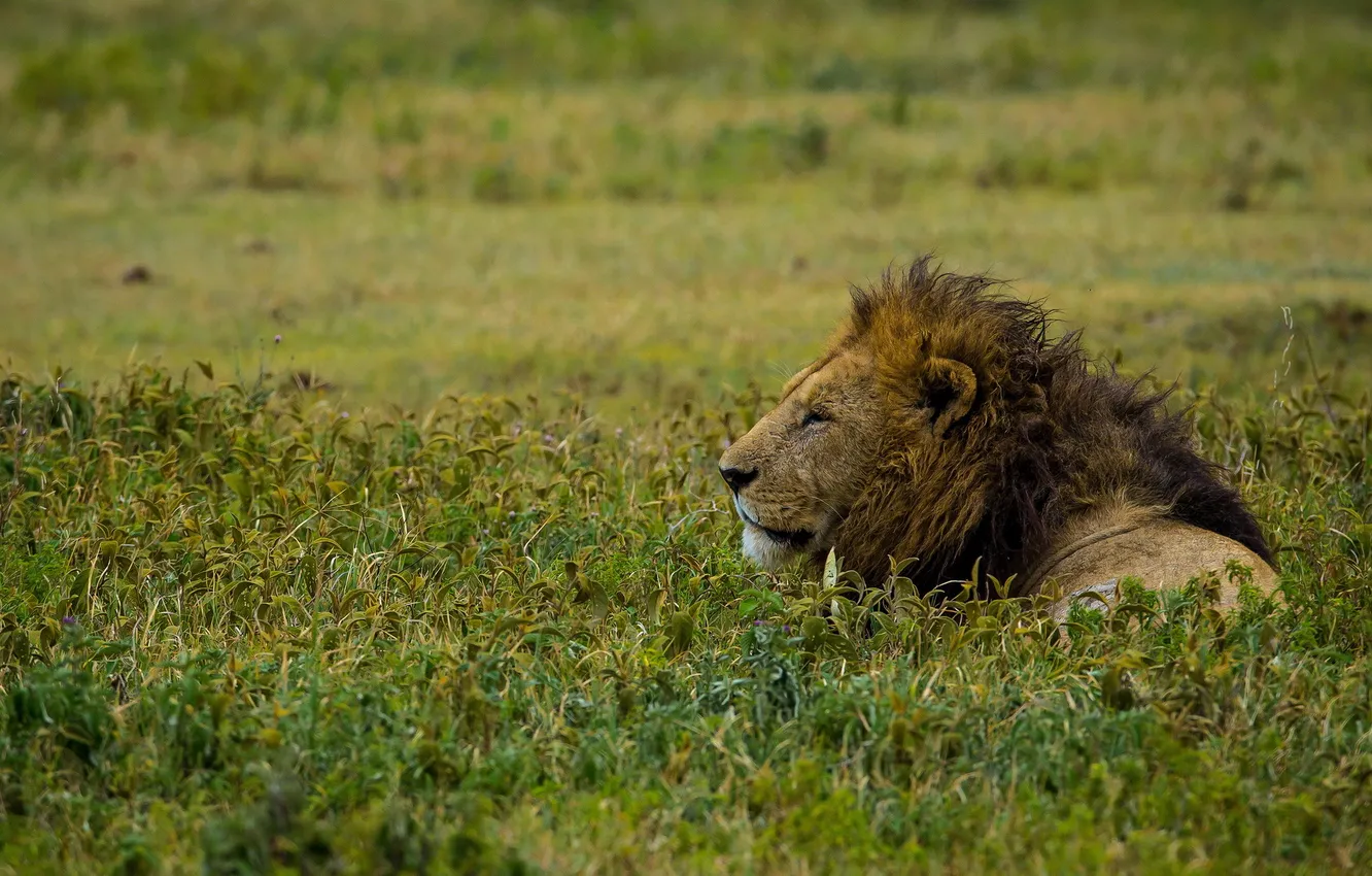 Photo wallpaper Leo, king, beast