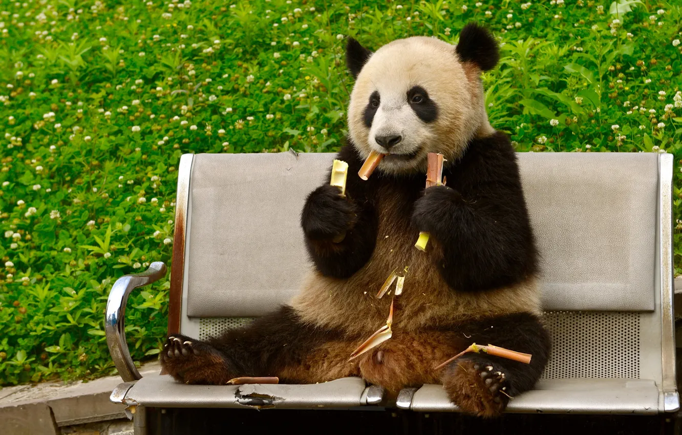 Photo wallpaper bear, Panda, bench