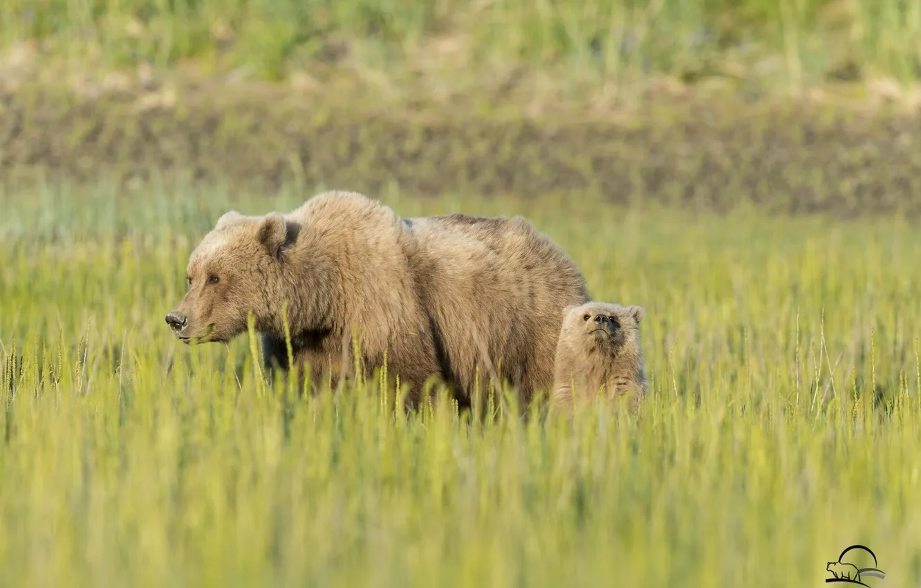 Photo wallpaper grass, bear, meadow, bear, bear