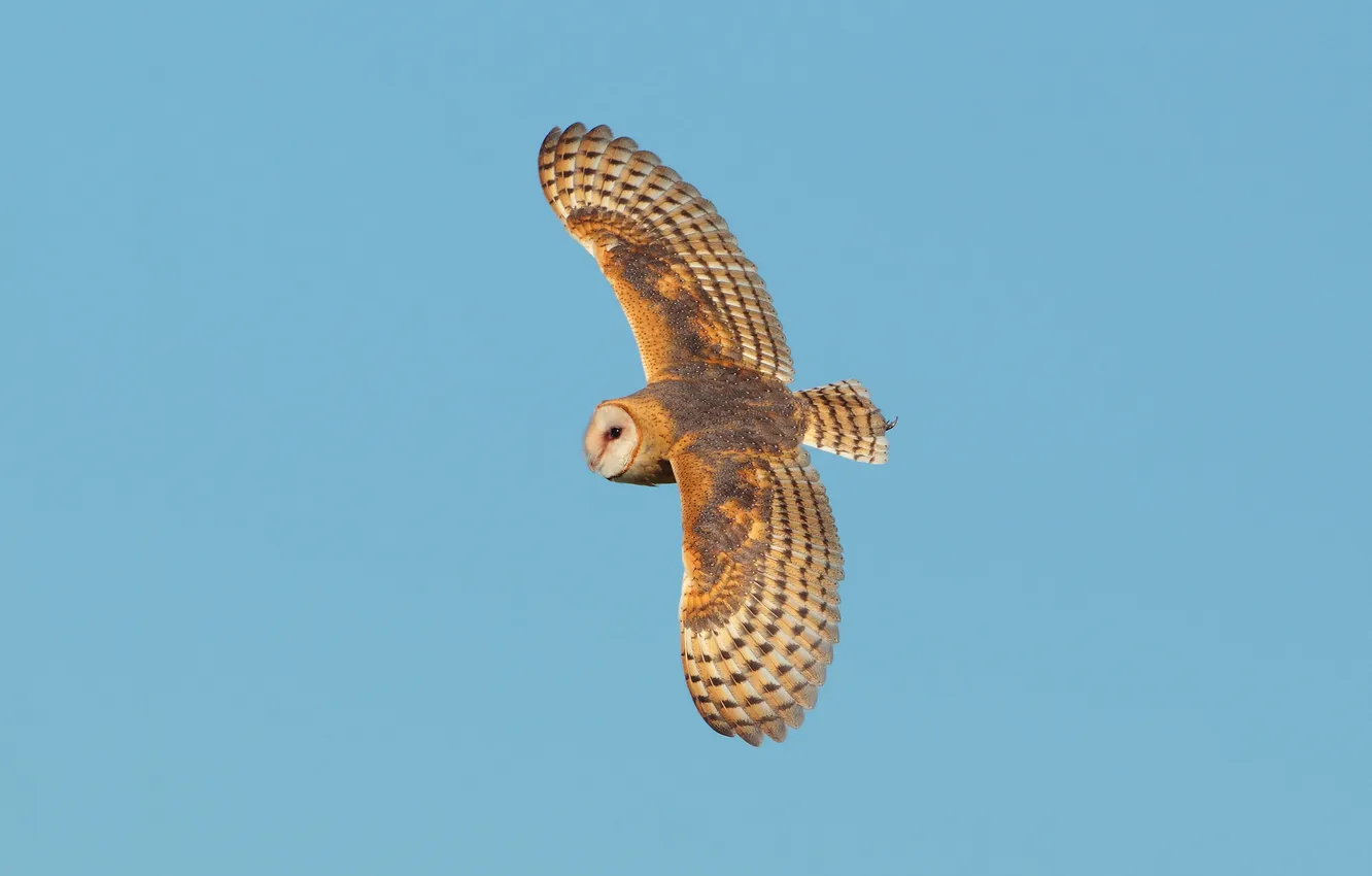Photo wallpaper the sky, flight, animal, owl
